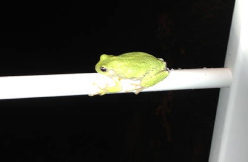 gray tree frog